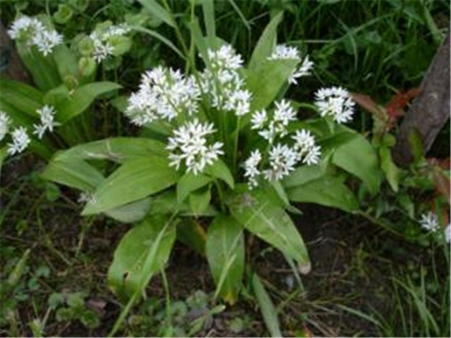 Allium urisinum L.